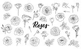set of black and white outline roses, buds and leaves. Floral contour isolated on white background. design greeting card and invitation of the wedding, birthday, Valentine Day, mother s day, holiday