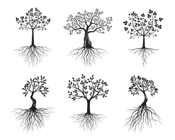 Set of black Isolated Olive Trees with Roots on white background. Vector Illustration and concept pictogram. Plant in garden.  root stock illustrations