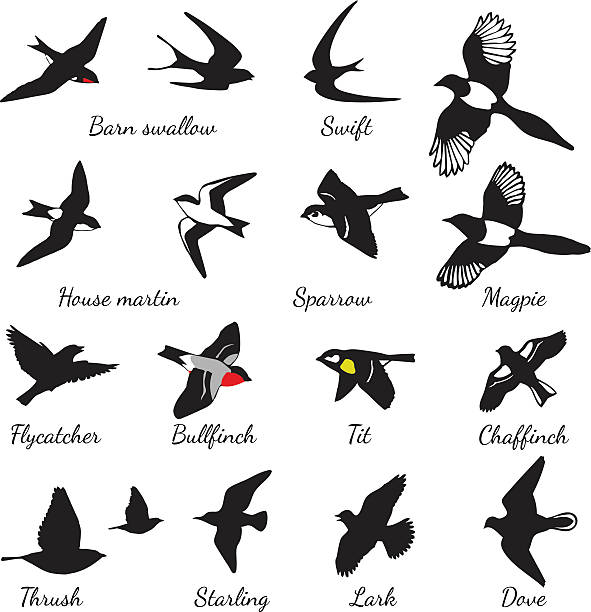 Set of black isolated vector silhouettes of birds Barn swallow, swift, house martin, sparrow, magpie, flycatcher, bullfinch, tit, chaffinch, thrush, starling, lark, dove.  speed silhouettes stock illustrations