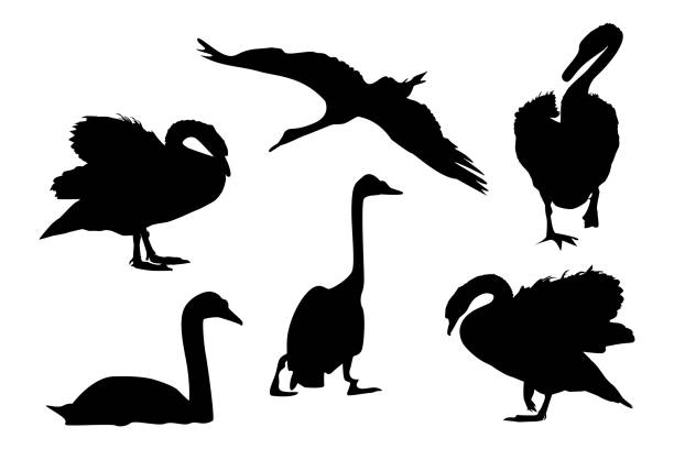 Set of black swans silhouette isolated on white background. Collection of different shape swans in a flat style. Birds for wallpaper, pattern fills, webpage, fabric print, postcards. Stock vector illustration drake stock illustrations