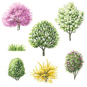 Hand drawn watercolor illustration. Set of various trees and bushes. Blooming plants isolated on white.