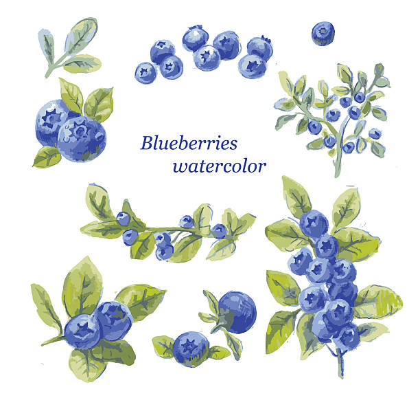 set of blueberry watercolor drawing by hand, vector illustration set of blueberry watercolor drawing by hand isolated on white, vector illustration blueberry illustrations stock illustrations