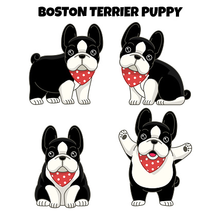 set of boston terrier puppy dog