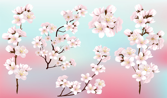 Set of branches of blooming pink sakura. Beautiful flowers of Japanese apple tree blossoms.