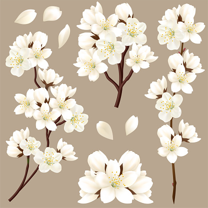 Set of branches of blooming white cherry tree. Beautiful flowers of apple or cherry tree blossoms. Collection of branches for your design.