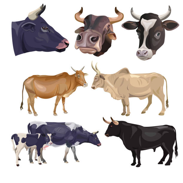 Set of bulls and cows Set of bulls and cows. Portraits of the head and full-length. Vector illustration isolated on white background brown cow stock illustrations