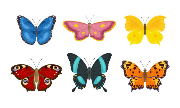 Set of butterflies of different colors and shapes isolated on  white background. Beautiful flying insects. Vector illustration in cartoon flat style. Set of butterflies of different colors and shapes isolated on  white background. Beautiful flying insects. Vector illustration in cartoon flat style. pink monarch butterfly stock illustrations