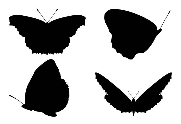 Set of butterflies silhouettes on white background, vector, eps 10 Set of butterflies silhouettes isolated on white background. Collection of different butterfly black silhouette, 

 butterfly fairy flower white background stock illustrations