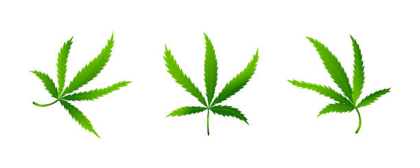 Set of cannabis or marijuana leaf vector art illustration