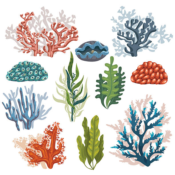Top 60 Coral Reef Clip Art, Vector Graphics and Illustrations - iStock