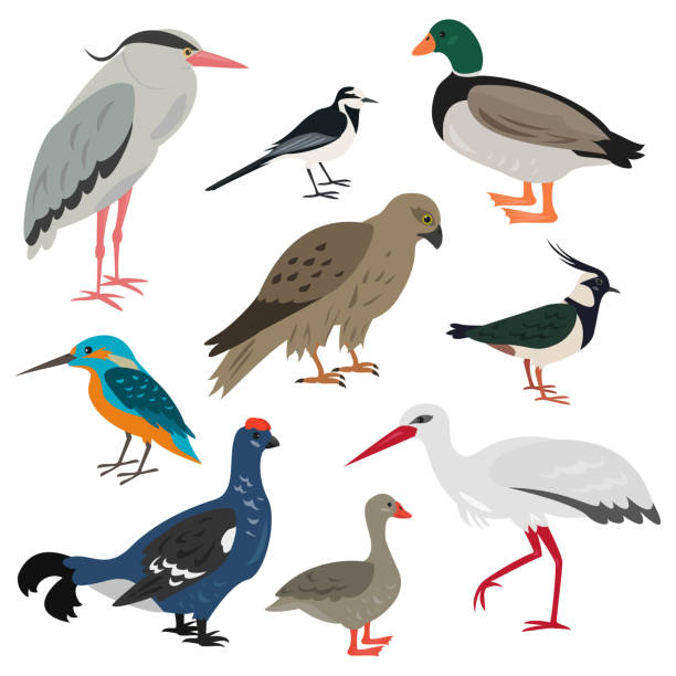 ilustrações de stock, clip art, desenhos animados e ícones de set of cartoon cute birds on white background. - grouse flying