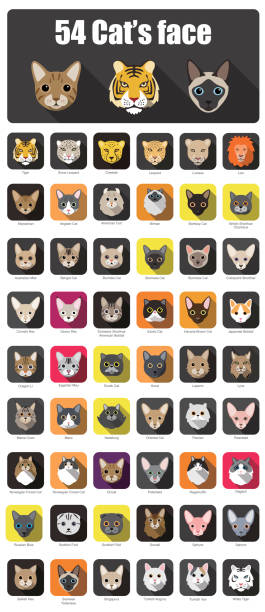 bildbanksillustrationer, clip art samt tecknat material och ikoner med set of cat flat icons, vector illustration - jaguar kattdjur