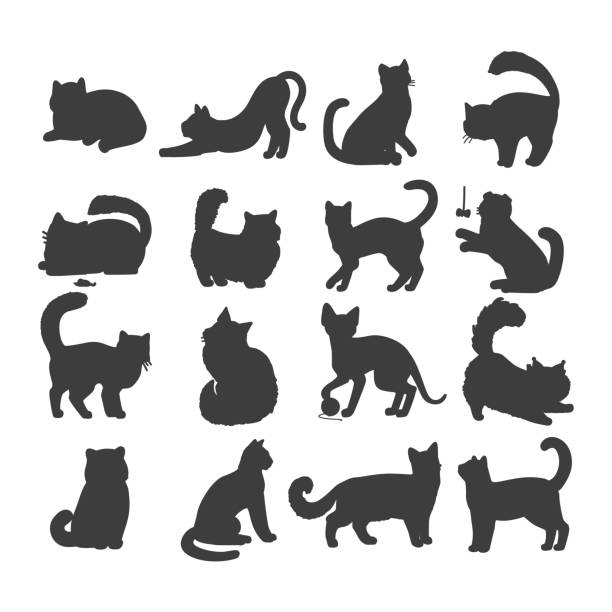 Set of Cats Vector Flat Design Illustration Different breed cats. European shorthair, exotic, bengal, somali, maine coon cats heads flat vector illustrations set isolated on white background. For pet shop ad, animalistic hobby concepts bengals stock illustrations