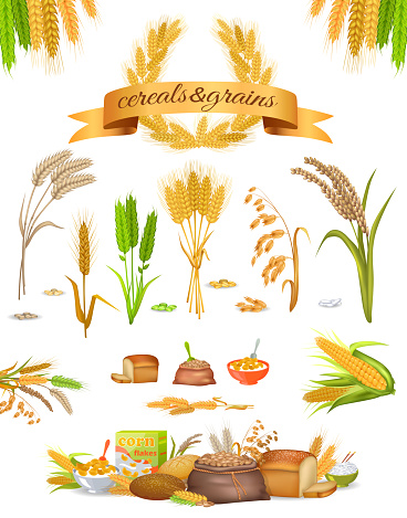 Set of Cereals and Grains on White Background