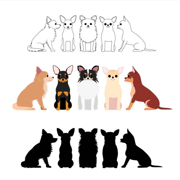set of Chihuahua group set of Chihuahua group. dog borders stock illustrations