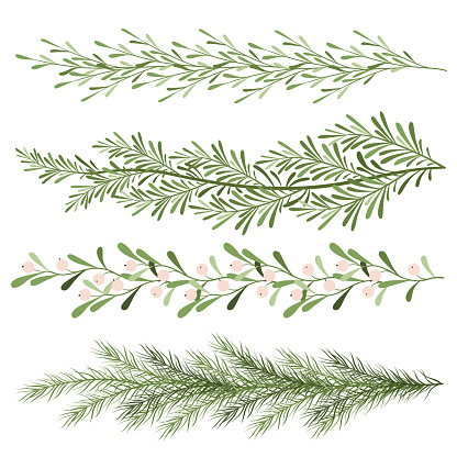 Set of christmas plants. Sprigs of mistletoe, coniferous branches. Long scenery. New year illustration