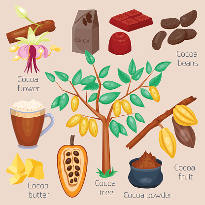 Set of cocoa. Chocolate tree