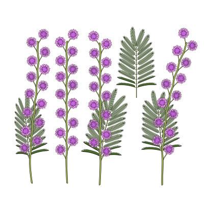 Set of color illustrations with mimosa flowers. Isolated vector objects on a white.