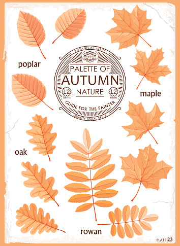 Set Of Colored Autumn Leaves Stock Illustration - Download Image Now