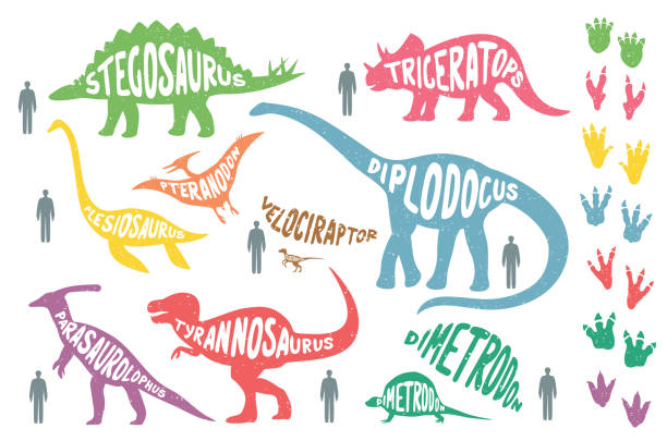 Set of colorful dinosaurs with lettering and footprints, isolated on wite background. Size of dinosaurs vs man size. Set of colorful dinosaurs with lettering and footprints, isolated on wite background. Size of dinosaurs vs man size. Vector illustration. dinosaur stock illustrations
