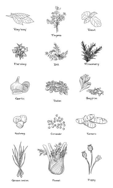 Set of culinary herbs. Fennel, green onion, turmeric, coriander, nutmeg, saffron, badian, rosemary, dill, parsley, basil. Set of culinary herbs. Fennel, green onion, turmeric, coriander, nutmeg, saffron, badian, rosemary, dill parsley basil Engraving vintage style Vector illustration coriander seed stock illustrations