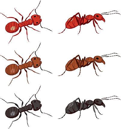 Set Of Cute Cartoon Ants