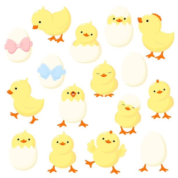 Set of cute cartoon chicken in various poses Set of cute cartoon chicken in various poses. Isolated on white background. Funny chicken running, standing, sitting, hatched from an egg, egg with bow of blue and pink color. Vector illustration EPS8 baby chicken stock illustrations