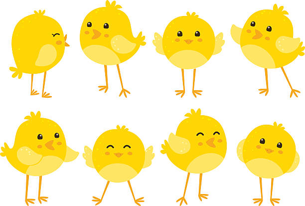 Set of cute cartoon chickens Eps10 file. chicken bird stock illustrations