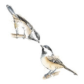 Cute Chickadees drawn in ink with watercolor wash. Vector EPS10 Illustration
