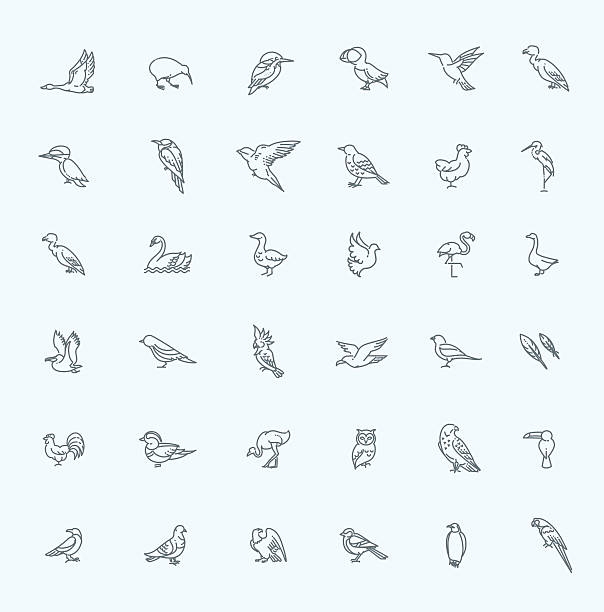 Set of different birds Set of different birds. Vector line icons bird drawings stock illustrations