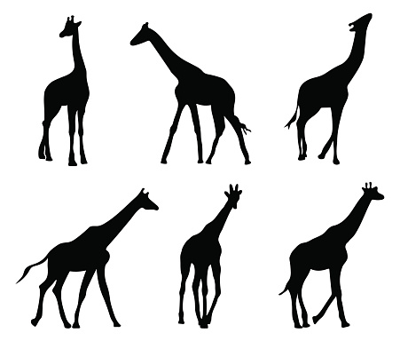 set of different black silhouettes giraffes