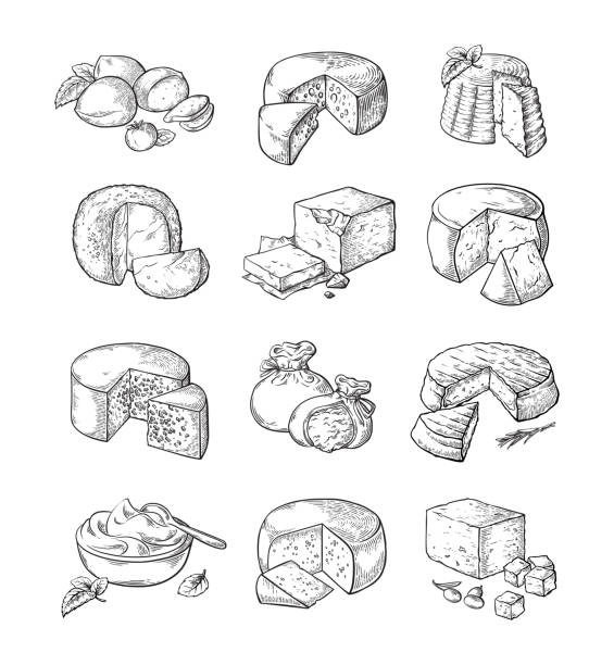 illustrazioni stock, clip art, cartoni animati e icone di tendenza di set di formaggio diverso - mozzarella