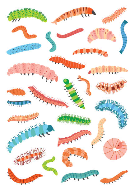 A Set of different colorful cartoon caterpillars Set of different colorful caterpillars in cartoon style isolated on white background. Childish poster. The larva of insects, butterflies, moth. Vector illustration maggot stock illustrations