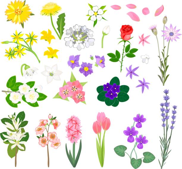 bildbanksillustrationer, clip art samt tecknat material och ikoner med uppsättning av olika blommor på vit bakgrund - red hyacinth