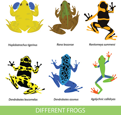 Set of different frogs, flat design.