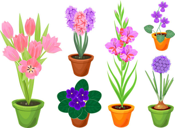 bildbanksillustrationer, clip art samt tecknat material och ikoner med uppsättning av olika blommor i blomkrukor isolerad på vit bakgrund - red hyacinth