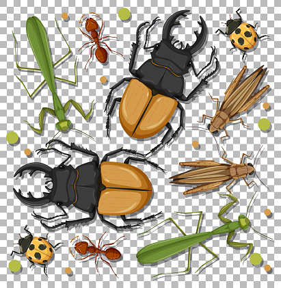 Set of different insects on transparent background