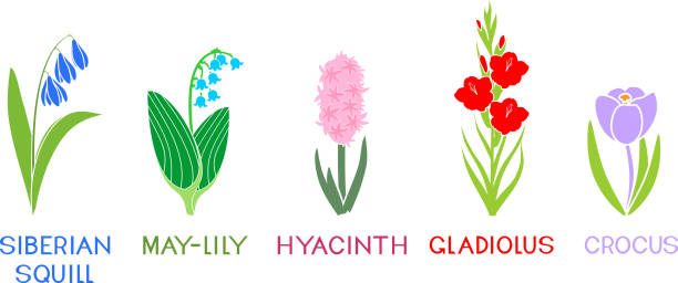 bildbanksillustrationer, clip art samt tecknat material och ikoner med uppsättning av olika arter av trädgårdsblommor med titlar isolerade på vit bakgrund. silhuetter av siluettblommor i platt stil - red hyacinth