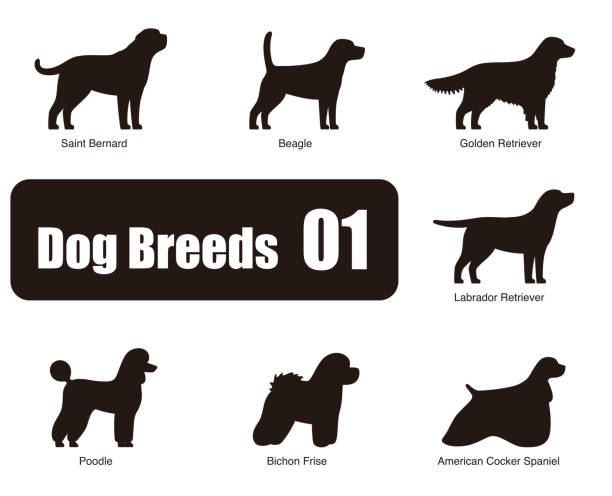 ilustrações de stock, clip art, desenhos animados e ícones de raças de cão em pé lado, preto e branco, vector - golden retriever