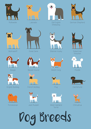 Set Of Dog Breeds Vector Illustration