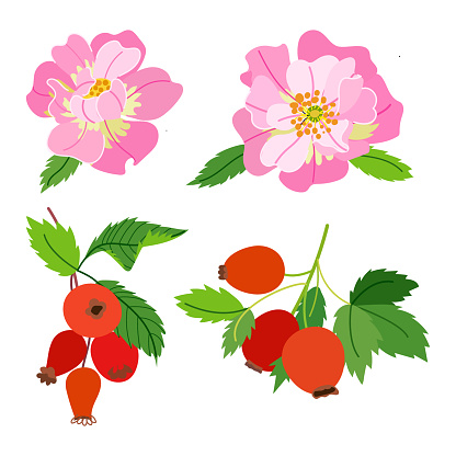 Set of dog rose with flowers and leaves isolated on white background. Flat style vector illustration.