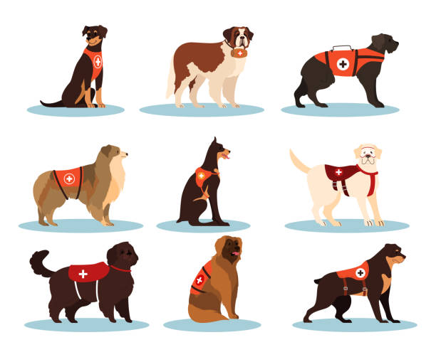 köpek kurtarıcıları seti. çeşitli cins kadavra köpekleri koleksiyonu - avalanche stock illustrations