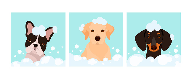 A set of dogs washing in foam