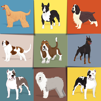 Set of dogs with square background.