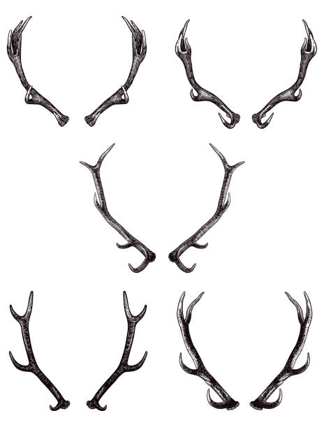 Set of drawings of antlers of elk and deer Collection of five vector antlers illustration. Carefully grouped in layers panel. Easy to select and edit antler stock illustrations