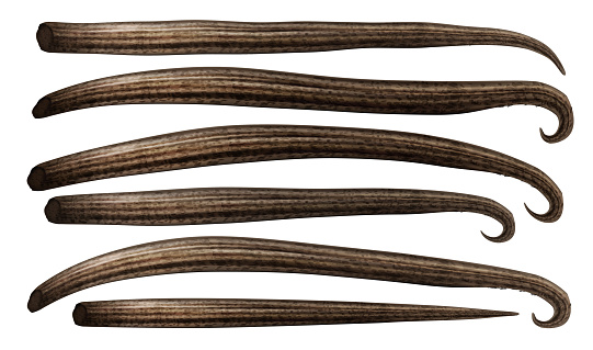 Set of dried organc vanilla sticks isolated vector. Illustration.