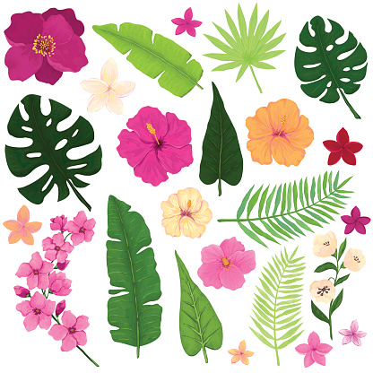 Set of Exotic Tropical Flowers and Leaves