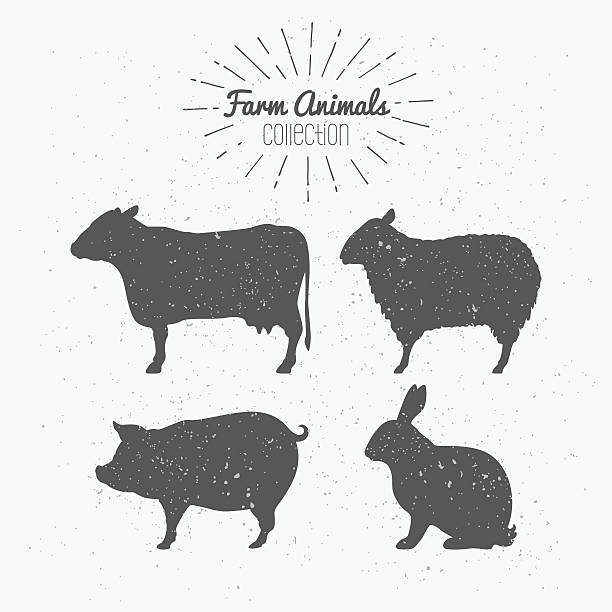 Set of farm animals. Cow, sheep, pig and rabbit silhouettes Set of farm animals silhouettes. Beef, lamb, pork, rabbit meat. Butcher shop design template for craft meat packaging or food restaurant. Sunburst rays label template. Vector illustration pig drawings stock illustrations