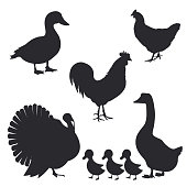 Set of farm birds silhouettes. Vector illustration