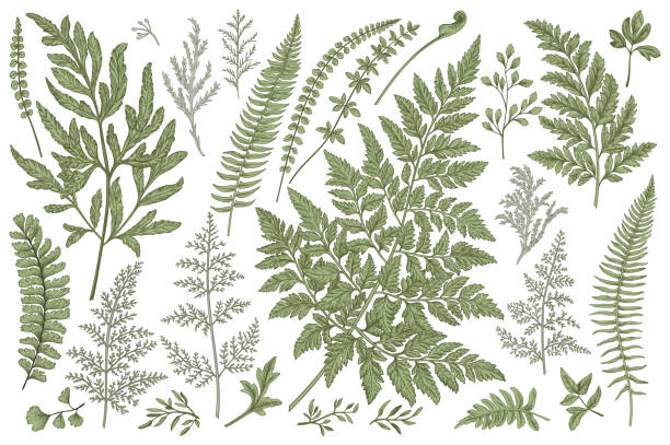 Set of fern leaves. Set with leaves. Ferns.  Vector design elements. Botanical illustration. fern stock illustrations